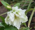 Helleborus