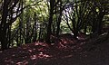 The ramparts of the Iron Age hillfort at Hembury Hill.