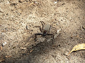 Beschrijving van de afbeelding Hemicloea major.jpg.