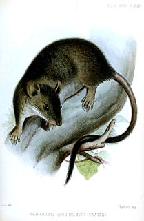 <i>Rhipidomys</i> Genus of rodents