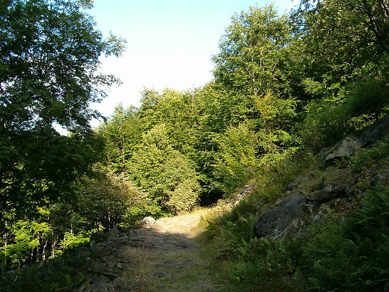 File:Heves County, Kékes, clearing.jpg