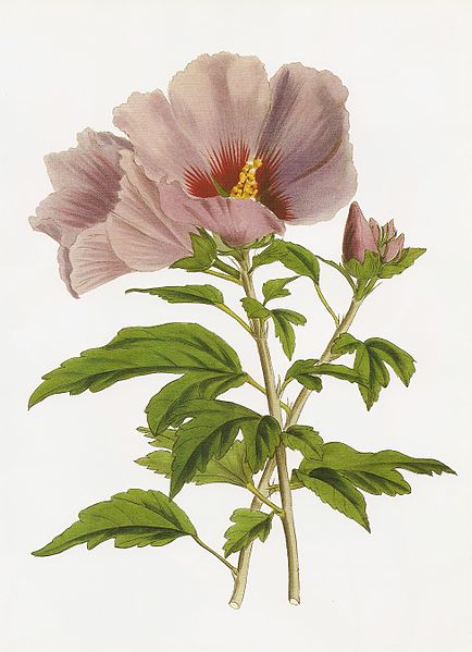 File:Hibiscus syriacus chinensis RHS.jpeg