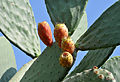 Leaves and figs of Indian fig (Opuntia ficus-indica).Mersin, Turkey.