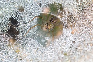 태국, 카엥 크라찬 국립공원에서 촬영한, 깔때기집 속의 잔디늑대거미