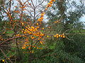 Hippophae rhamnoides (ru:Облепиха крушиновидная) (en:Sea-buckthorn) (de:Sanddorn) (lv:Parastais smiltsērkšķis)