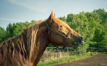 Cabeça de perfil de cavalo castanho, boca aberta e lábio levantado.