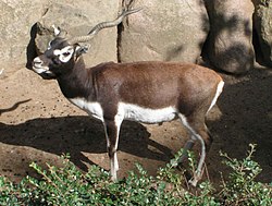 Swala mweusi (Antilope cervicapra)