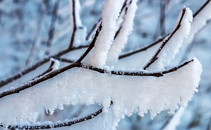 Hoar frost on tree saplings in winter in Tuntorp