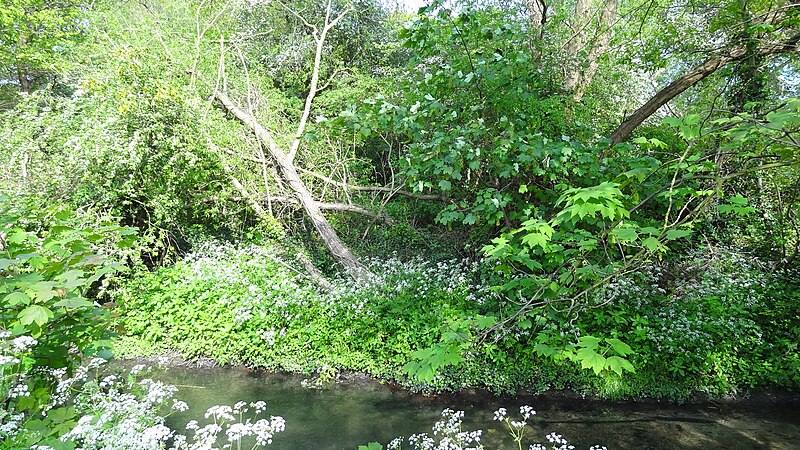 File:Hogsmill River Park 1.JPG