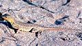 Holbrookia propinqua, keeled earless lizard, Tamaulipas 2.jpg