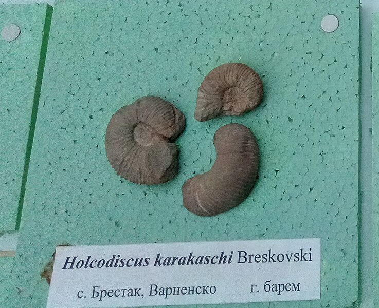 File:Holcodiscus karakaschi Breskovski, Upper Barremian, Brestak, Cr1 444 at the Sofia University 'St. Kliment Ohridski' Museum of Paleontology and Historical Geology.jpg