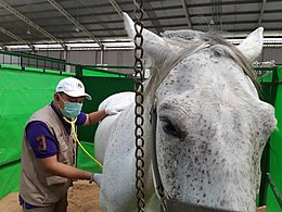 A veterinarian examining an imported horse at an animal quarantine facility for the 2018 Asian Games. Horse examination by Indonesian Agricultural Quarantine Agency officer.jpg