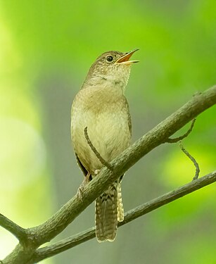 House wren singing in Prospect Park