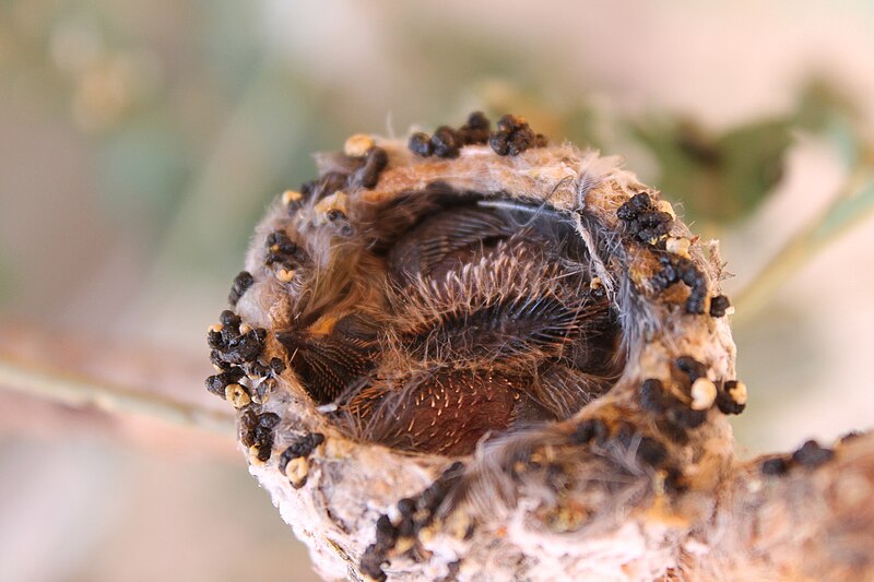 File:Huminmgbird Babies In Their Nest (222532123).jpeg