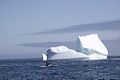 Humpback and iceberg Labrador Sea.jpg