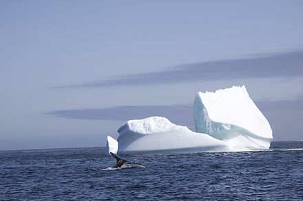 Iceberg and whale watching