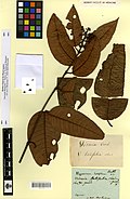 Hypericum latifolium Aubl.  sn UM-MPU-P02272924.jpg