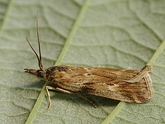 Category:Hypochalcia propinquella - Wikimedia Commons