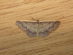 Beschrijving van de Idaea nephelota.jpg afbeelding.