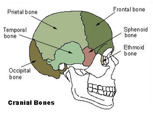 Illu cranial bones.jpg