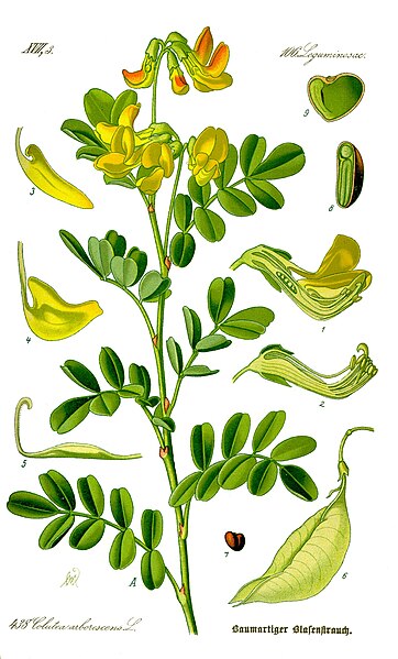 File:Illustration Colutea arborescens0 clean.jpg