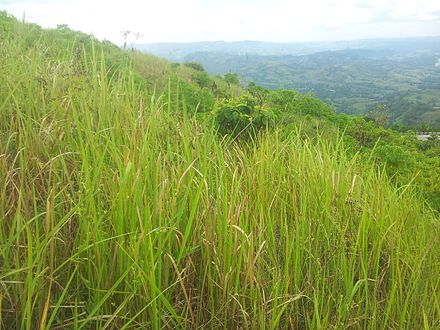 Imperata cylindrica on a mountainside in Bukidnon, Philippines