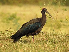 Indian Black Ibis Pseudibis papillosa by Dr. Raju Kasambe DSCN2445 (24).jpg