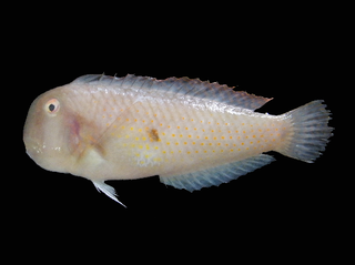 <i>Iniistius bimaculatus</i> Species of fish