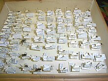 Diptera mounted on card points InsectCollectionDiptera.jpg