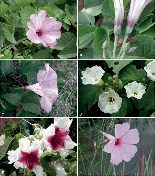 File:Ipomoea photo series 7.webp