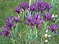 Eine Gruppe violett blühender Zwerg-Iris