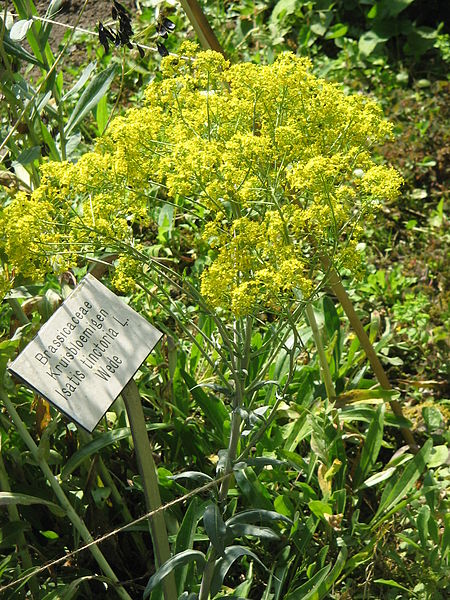 File:Isatis tinctoria03.jpg