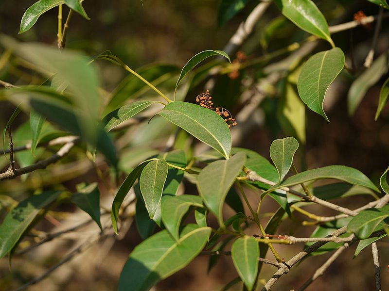 File:Itala (Malayalam- ഇടല) (5496652362).jpg