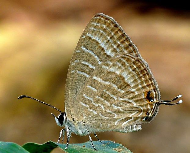 Бабочка-голубянка вида Jamides celeno