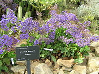 Limonium sventenii