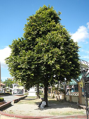 Diospyros discolor