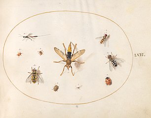 Animalia Rationalia et Insecta (Ignis):  Plate LXII