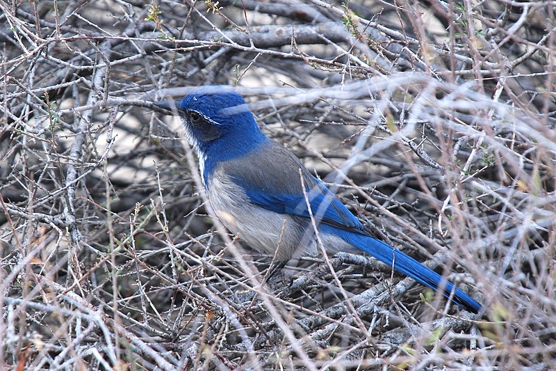 File:Joshua Tree - Western Scrub Jay - 1a.jpg