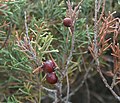 Juniperus phoenicea 1.jpg