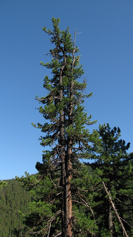 A photo of Siberian pine (Pinus sibirica)