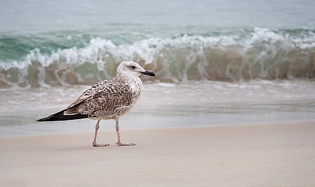 File:Juvenile yellow-legged gull (Larus michahellis), Playa de Rodas, Ciés Islands, Spain