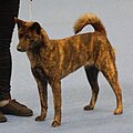 Kai Ken, red brindle