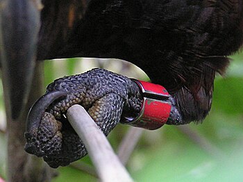 Kaka parrot foot closeup. Wrights hill, Wellin...