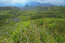 Kebun Teh Malino.jpg