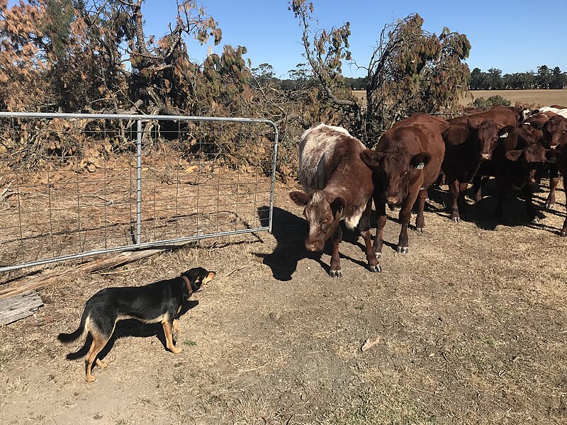 File:Kelpie & shorthorn heifers.jpg