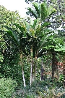 Rhopalostylis baueri, a native palm