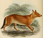 Dhole - Wikipedia