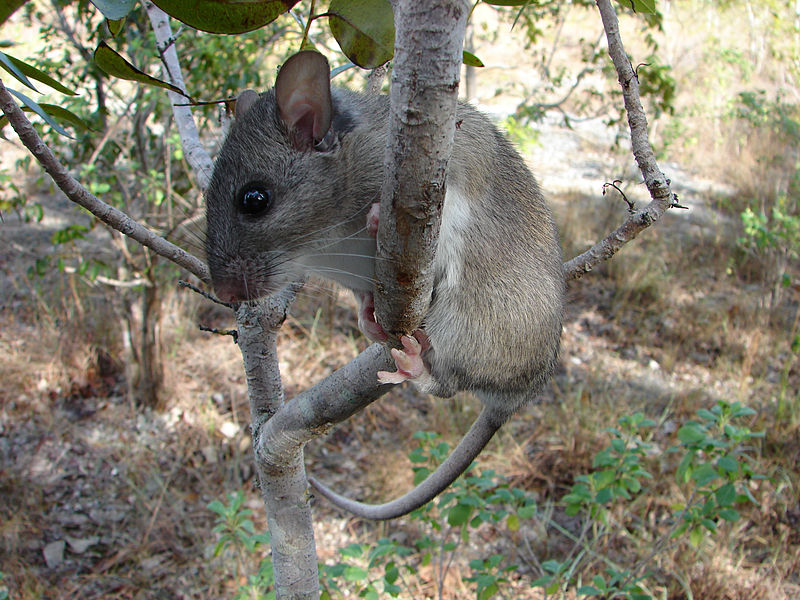 File:Key Largo woodrat (15610225542).jpg