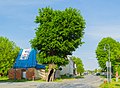 Heiden-Linde (Tilia spec) (Baum)