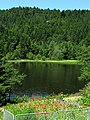 Klosterweiher in Dachsberg am Schluchtensteig